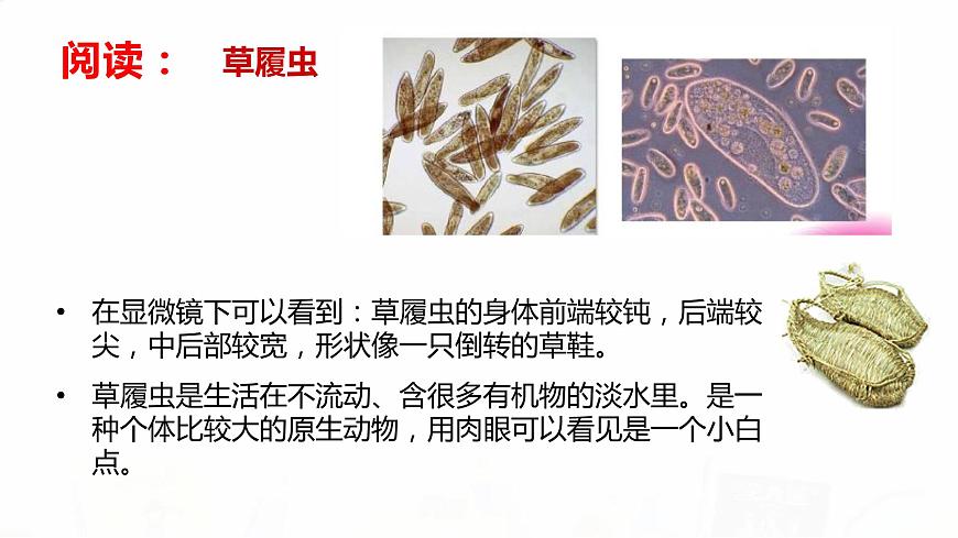 教科版小學(xué)科學(xué)六下 1-7《用顯微鏡觀察身邊的生命世界(三)》教學(xué)課件第7頁