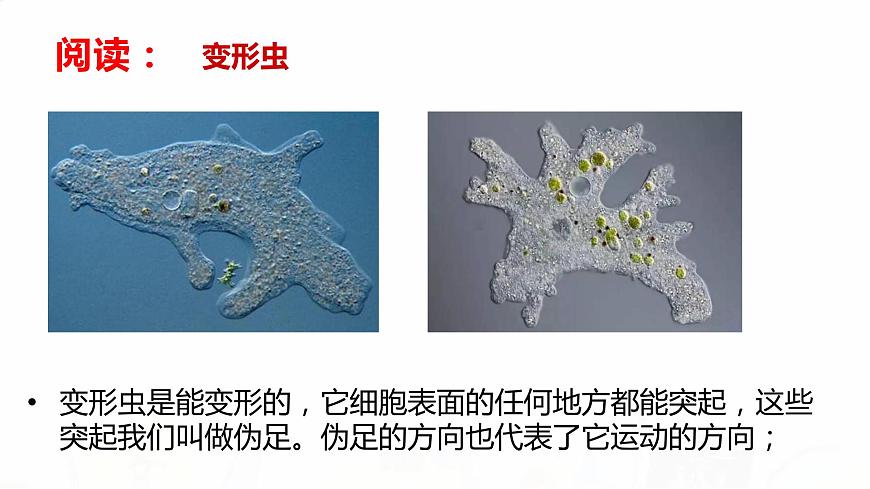 教科版小學(xué)科學(xué)六下 1-7《用顯微鏡觀察身邊的生命世界（三）》教學(xué)課件第8頁