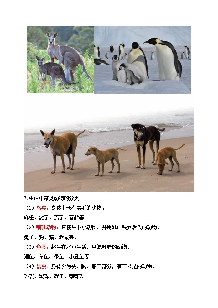 教科版六年级科学下册2.4多种多样的动物[知识梳理及典型考题]02