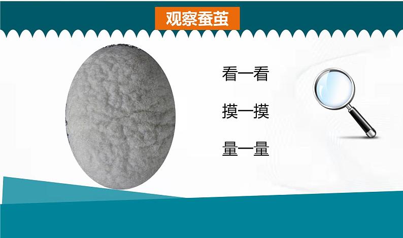 教科版科学三年级下册 2-4《蚕变了新模样》 课件+同步教案07