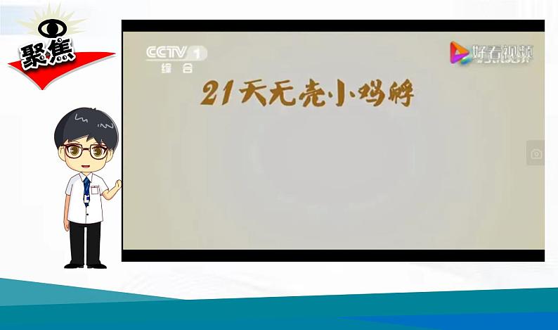 教科版科学三年级下册 2-7《动物的繁殖》 课件第4页