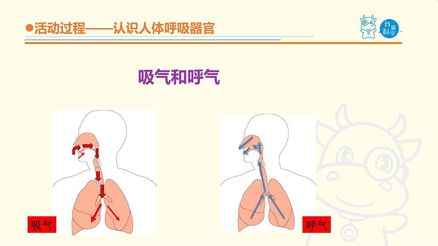 2.《我們的呼吸》課件 青島版(六三制)小學(xué)科學(xué)五下第5頁