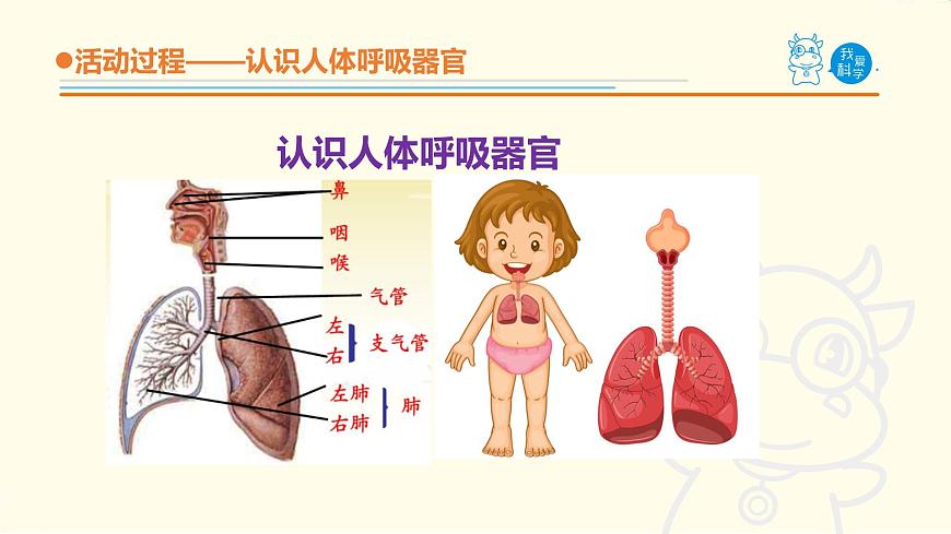 2.《我們的呼吸》課件 青島版(六三制)小學(xué)科學(xué)五下第6頁