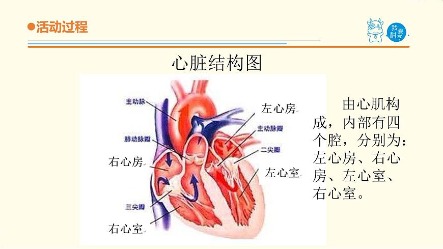 3.《心臟和血管》課件 青島版(六三制)小學(xué)科學(xué)五下第7頁(yè)