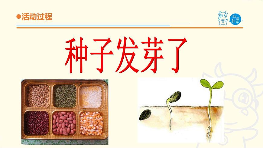 10.《種子發(fā)芽了》課件 青島版(六三制)小學(xué)科學(xué)五下第4頁