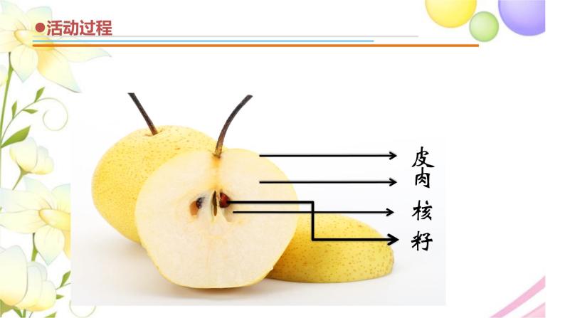 12.《植物的果实》课件 青岛版(六三制)小学科学三下08