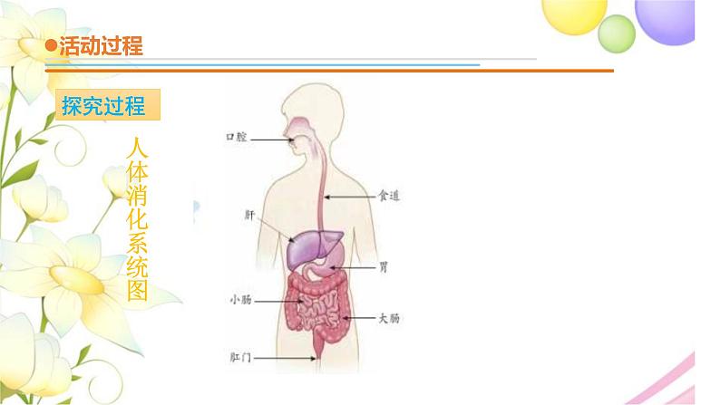 19《食物到哪里去了》课件 青岛版(六三制)小学科学三下第4页