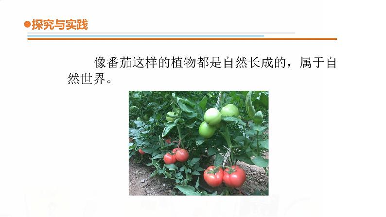 15.《番茄与番茄酱》课件 青岛版(五四制)小学科学一下第6页