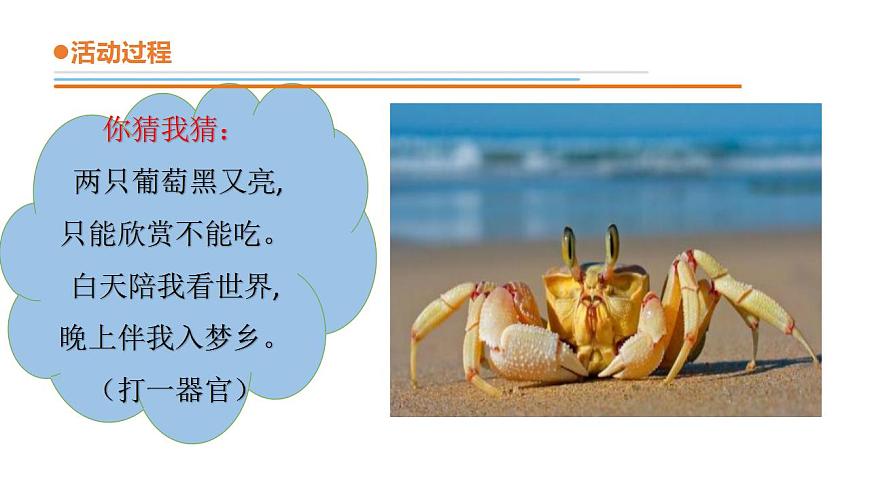 11.《動物的眼睛》課件 青島版(六三制)小學(xué)科學(xué)二下第3頁