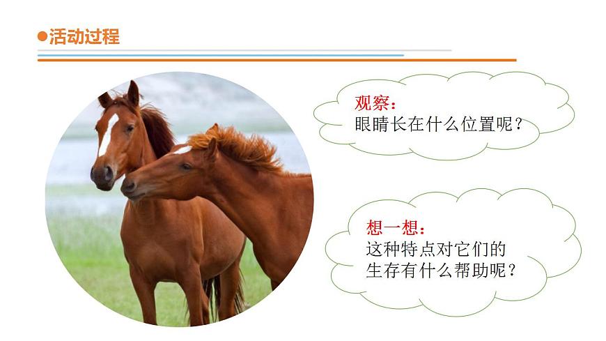 11.《動物的眼睛》課件 青島版(六三制)小學(xué)科學(xué)二下第4頁
