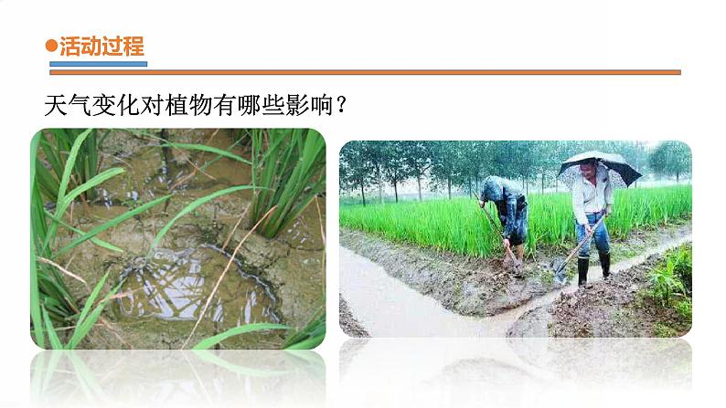 9.《天气与动植物》课件 青岛版(五四制)小学科学二下第7页