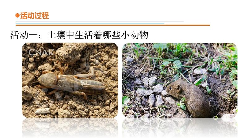 14.《土壤中的小动物》课件 青岛版(六三制)小学科学一下第4页