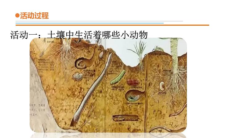 14.《土壤中的小动物》课件 青岛版(六三制)小学科学一下第6页
