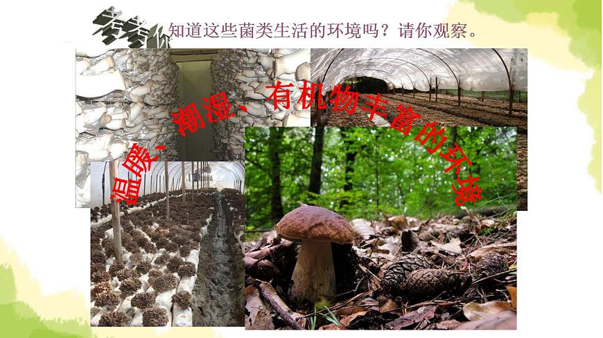 4.《食用菌》課件 青島版(六三制)小學(xué)科學(xué)六上第4頁(yè)