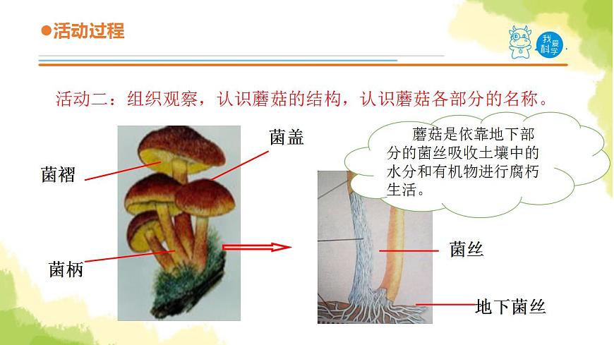 4.《食用菌》課件 青島版(六三制)小學(xué)科學(xué)六上第5頁(yè)