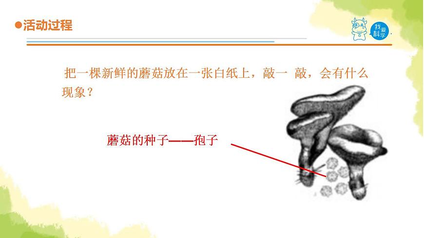 4.《食用菌》課件 青島版(六三制)小學(xué)科學(xué)六上第6頁(yè)