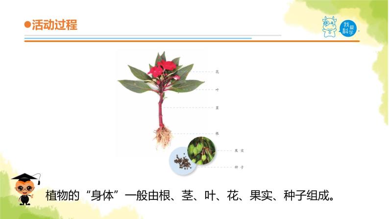 22.《植物向哪里生长》课件 青岛版(六三制)小学科学六上03