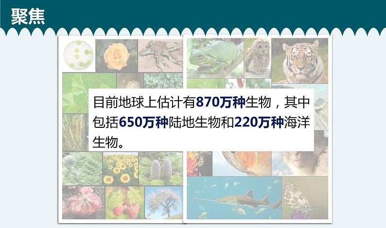 教科版科学 六下 2.1《校园生物大搜索》(课件+教学设计+素材)03