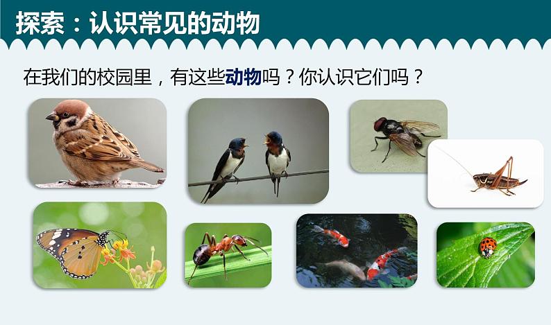 教科版科学 六下 2.1《校园生物大搜索》(课件+教学设计+素材)05