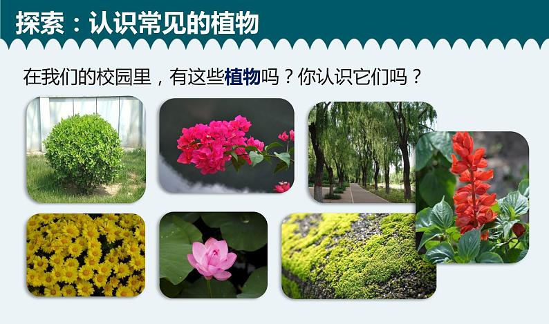 教科版科学 六下 2.1《校园生物大搜索》(课件+教学设计+素材)06