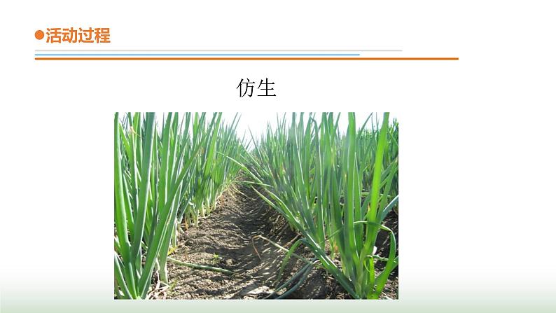 23.《生物的启示》课件 青岛版(五四制)小学科学四下第5页