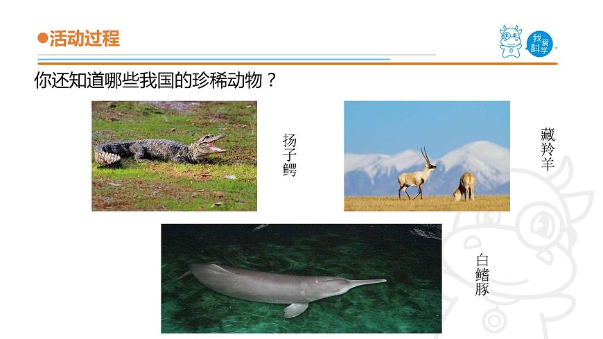 5.《我國的珍稀動物》課件 青島版(五四制)小學(xué)科學(xué)四上第4頁