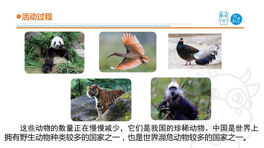 5.《我國的珍稀動物》課件 青島版(五四制)小學(xué)科學(xué)四上第5頁
