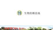 青岛版 (六三制2017)五年级下册19 生物的栖息地课文内容课件ppt