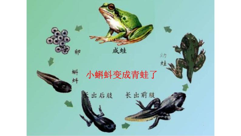 河北人民出版社小学科学四年级下册 1 变化的世界  课件07