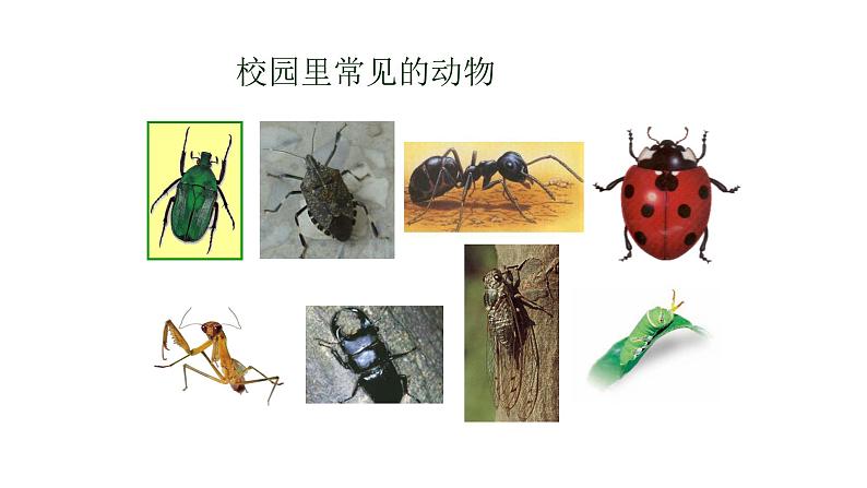 教科版义务教育版小学科学一年级下册 2.校园里的动物 课件第2页