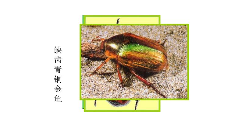 教科版义务教育版小学科学一年级下册 2.校园里的动物 课件第3页