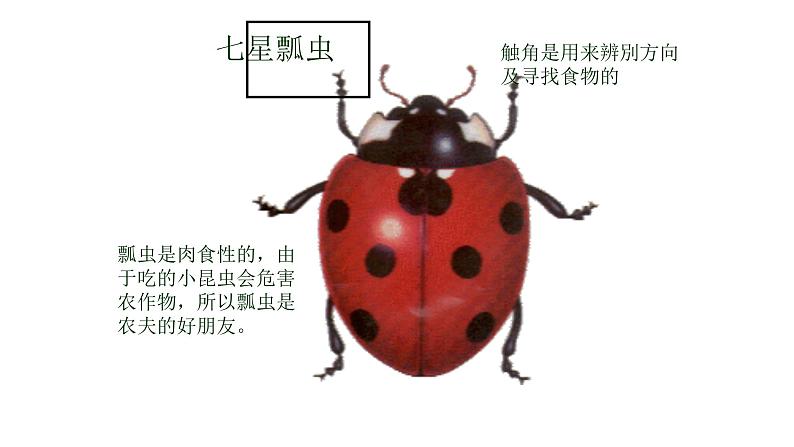 教科版义务教育版小学科学一年级下册 2.校园里的动物 课件第5页