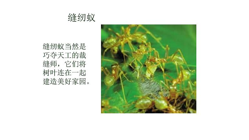 教科版义务教育版小学科学一年级下册 2.校园里的动物 课件第8页
