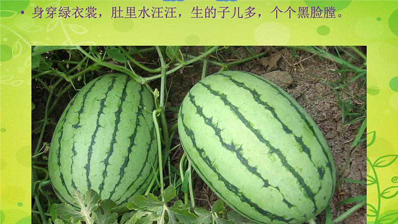苏教版科学一年级下册第11课多姿多彩的植物课件19张ppt第6页