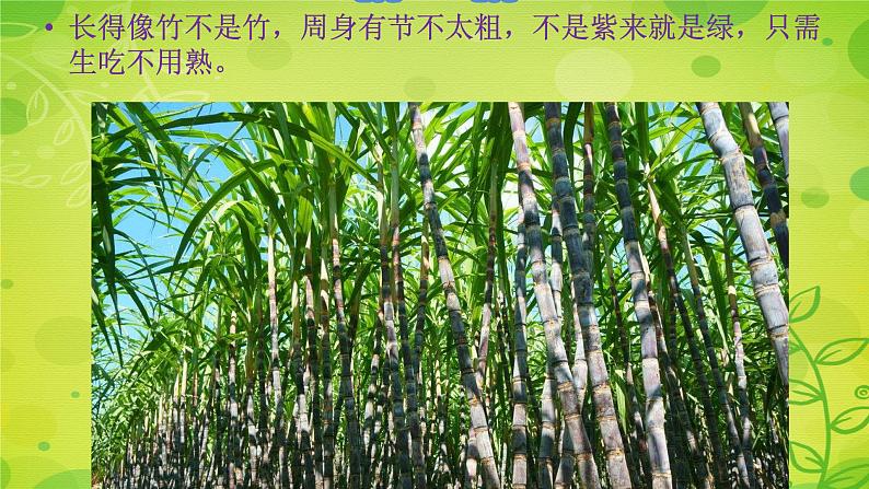 苏教版科学一年级下册第11课多姿多彩的植物课件19张ppt第7页