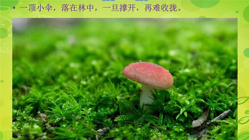 苏教版科学一年级下册第11课多姿多彩的植物课件19张ppt第8页