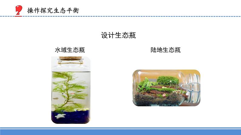 2.7.做个生态瓶(课件) 科学六年级下册第7页
