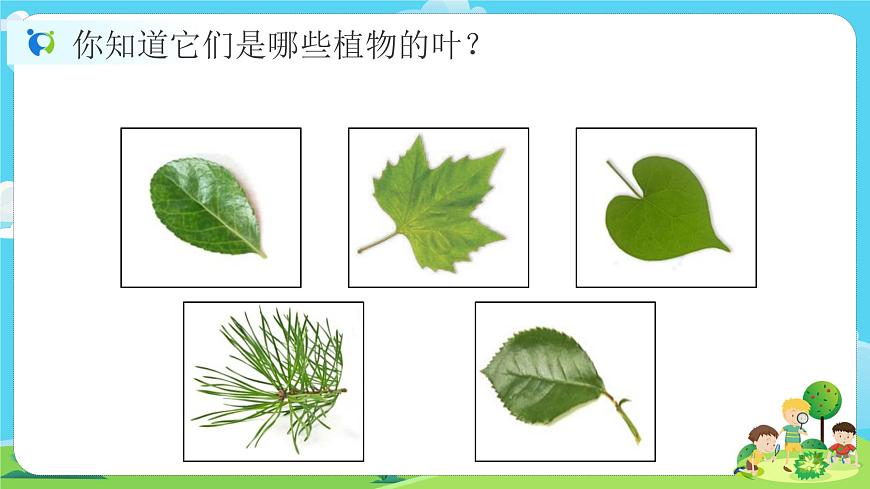 1.1.4《這是誰的葉》課件第2頁