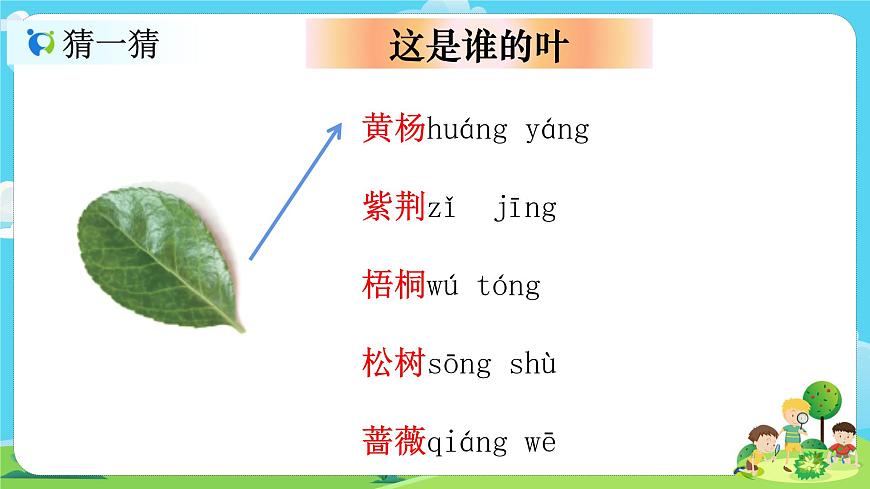 1.1.4《這是誰的葉》課件第3頁