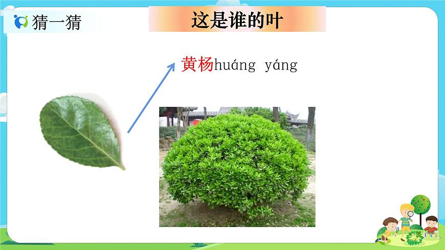 1.1.4《這是誰的葉》課件第4頁