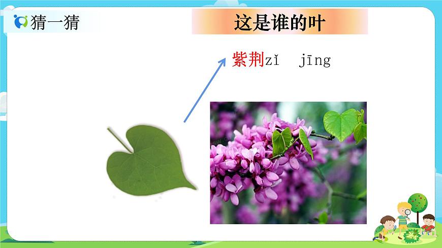 1.1.4《這是誰的葉》課件第6頁