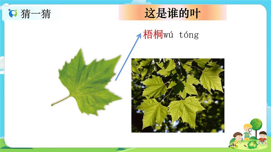 1.1.4《這是誰的葉》課件第8頁