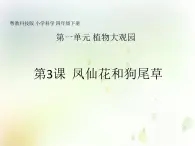 第3课《凤仙花和狗尾草》教学课件 粤教版小学科学四下