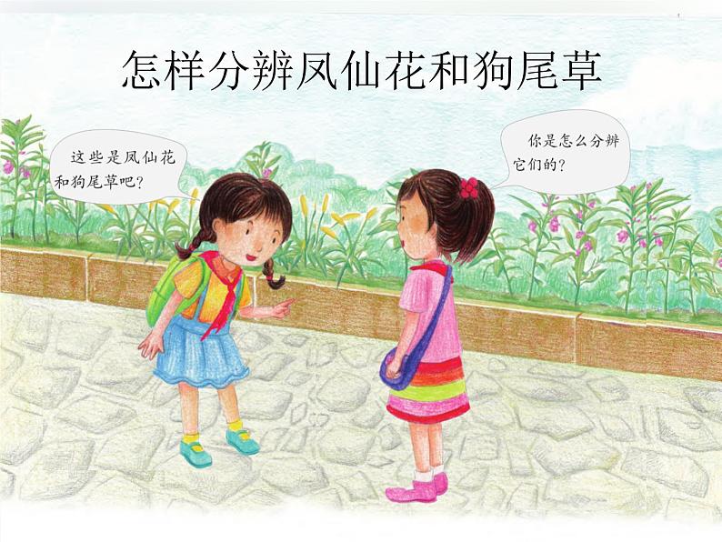 第3课《凤仙花和狗尾草》教学课件 粤教版小学科学四下02