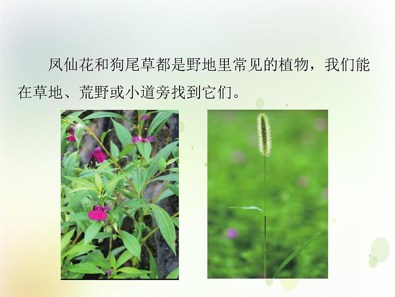 第3课《凤仙花和狗尾草》教学课件 粤教版小学科学四下04