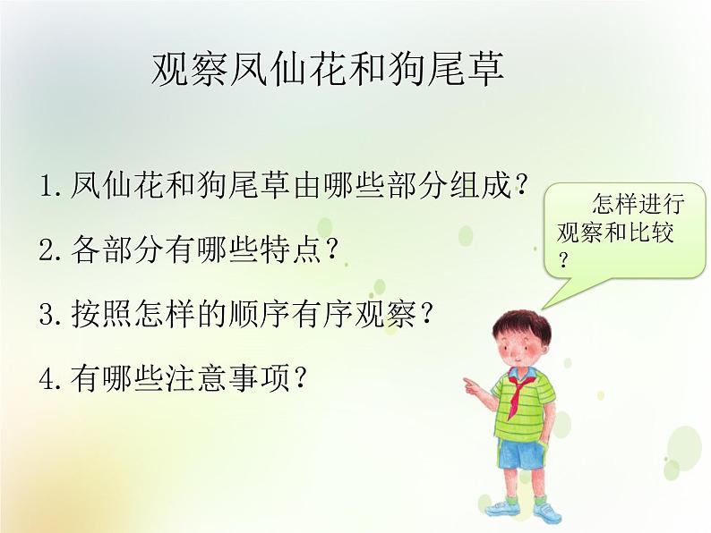 第3课《凤仙花和狗尾草》教学课件 粤教版小学科学四下05