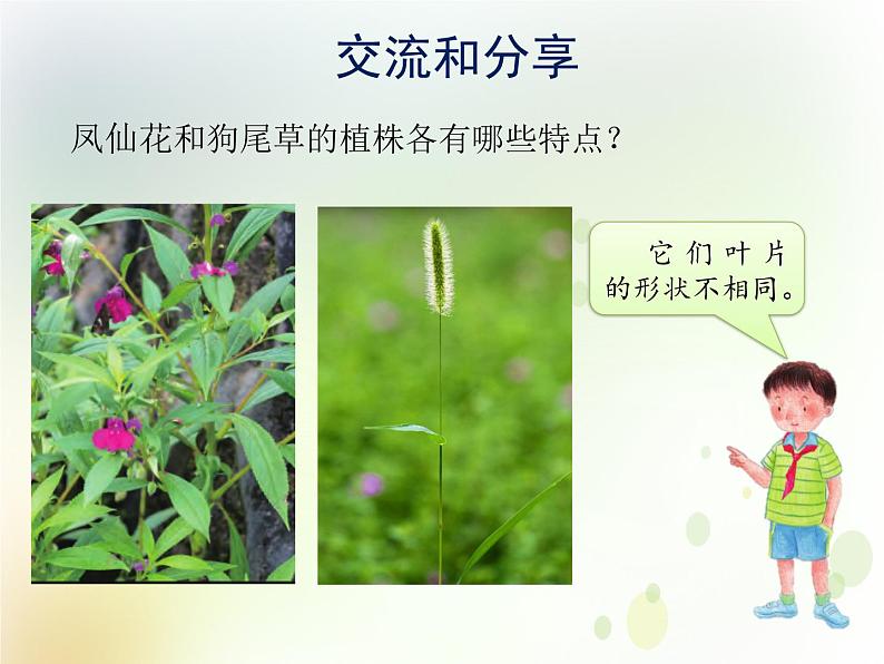 第3课《凤仙花和狗尾草》教学课件 粤教版小学科学四下07
