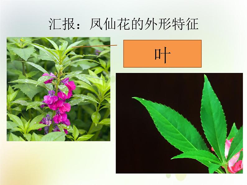 第3课《凤仙花和狗尾草》教学课件 粤教版小学科学四下08