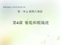 第4课《葡萄和爬墙虎》教学课件 粤教版小学科学四下