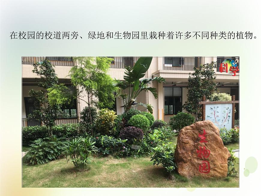 第6課《校園里的植物》教學(xué)課件 粵教版小學(xué)科學(xué)四下第4頁